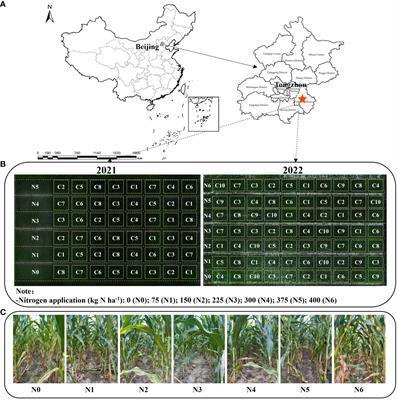 Prediction of vertical distribution of SPAD values within maize canopy based on unmanned aerial vehicles multispectral imagery